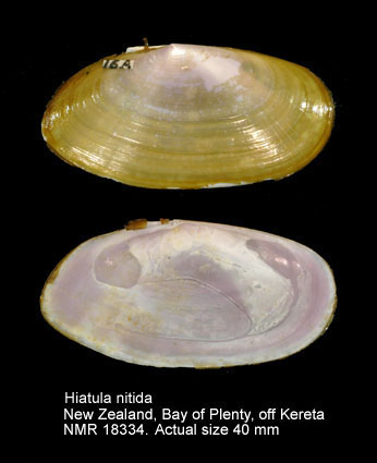 Hiatula nitida (2).jpg - Hiatula nitida(Gray,1843)